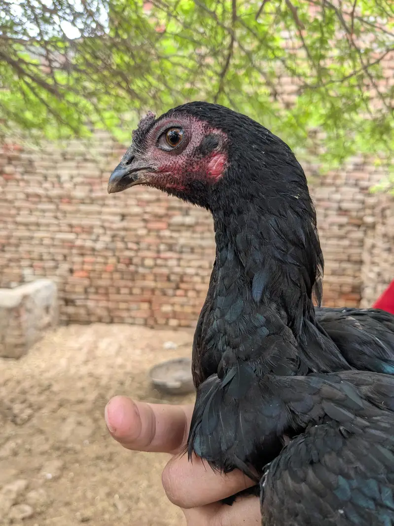aseel chicks — photo 2