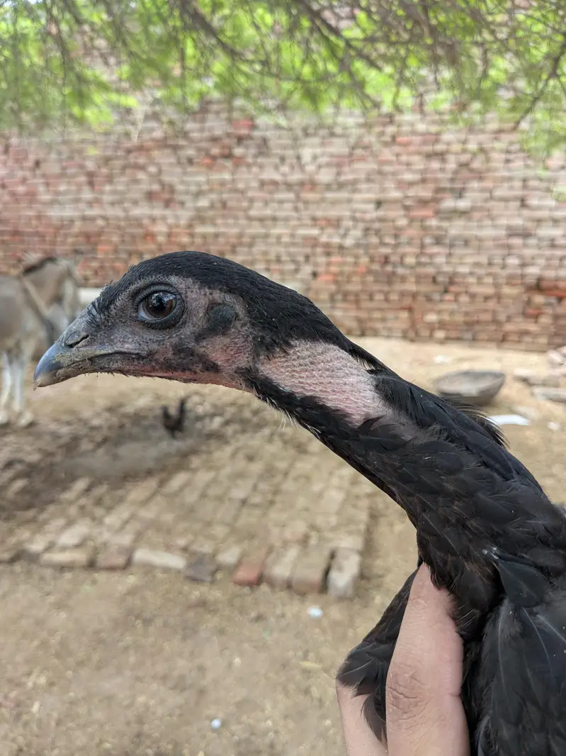 aseel chicks — photo 3