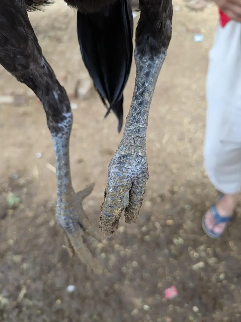 aseel chicks — photo 4