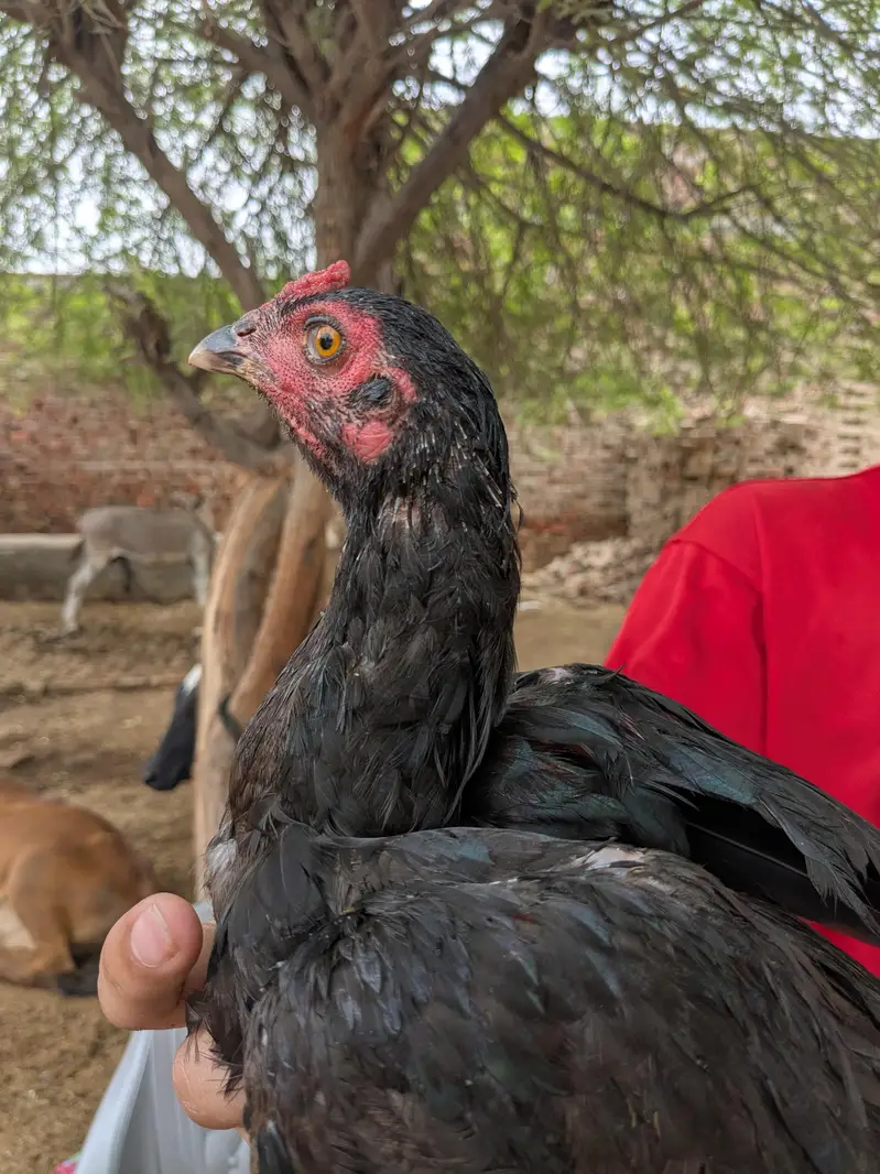 aseel chicks — photo 5
