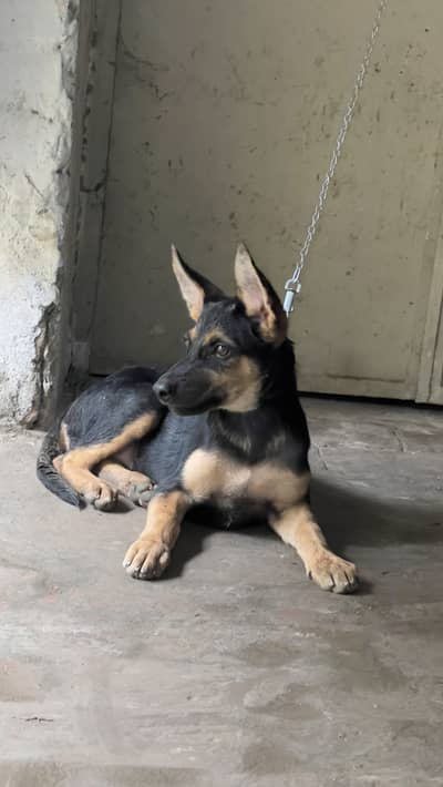 German shepherd