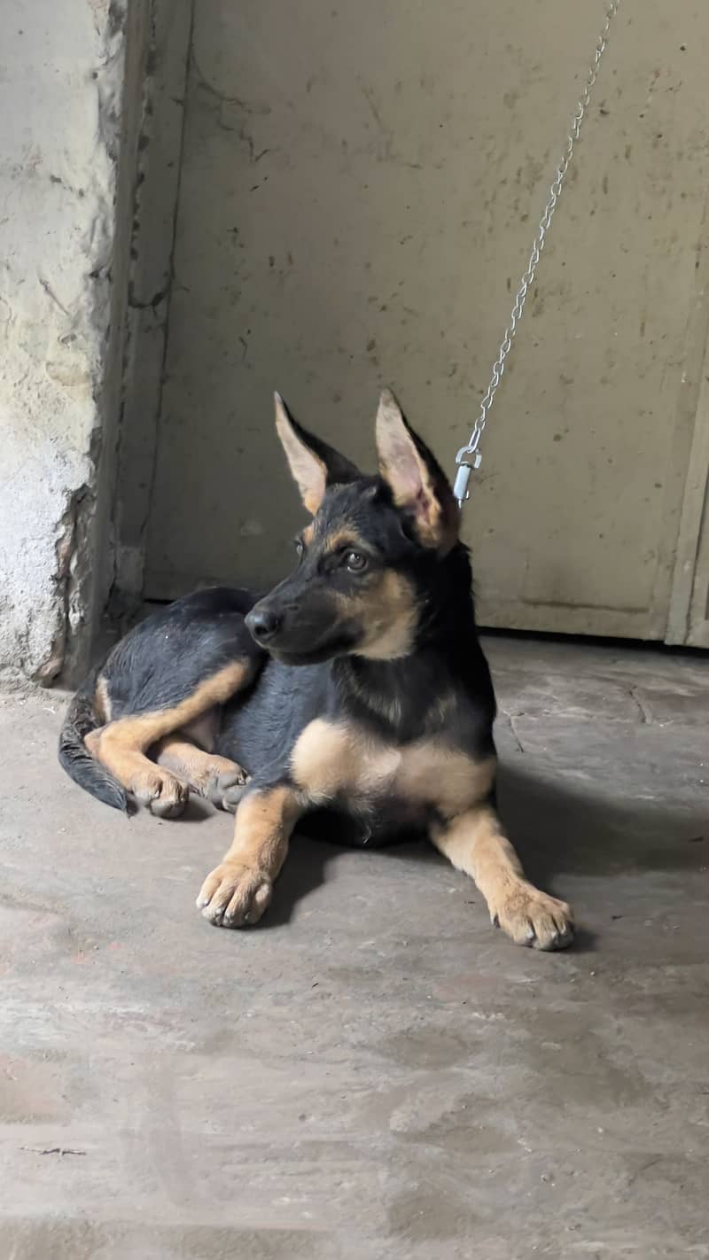 German shepherd 0