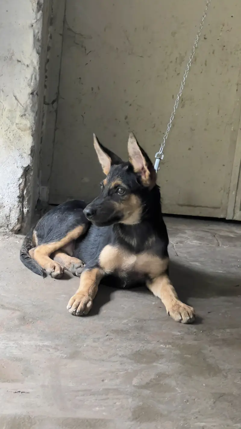 German shepherd