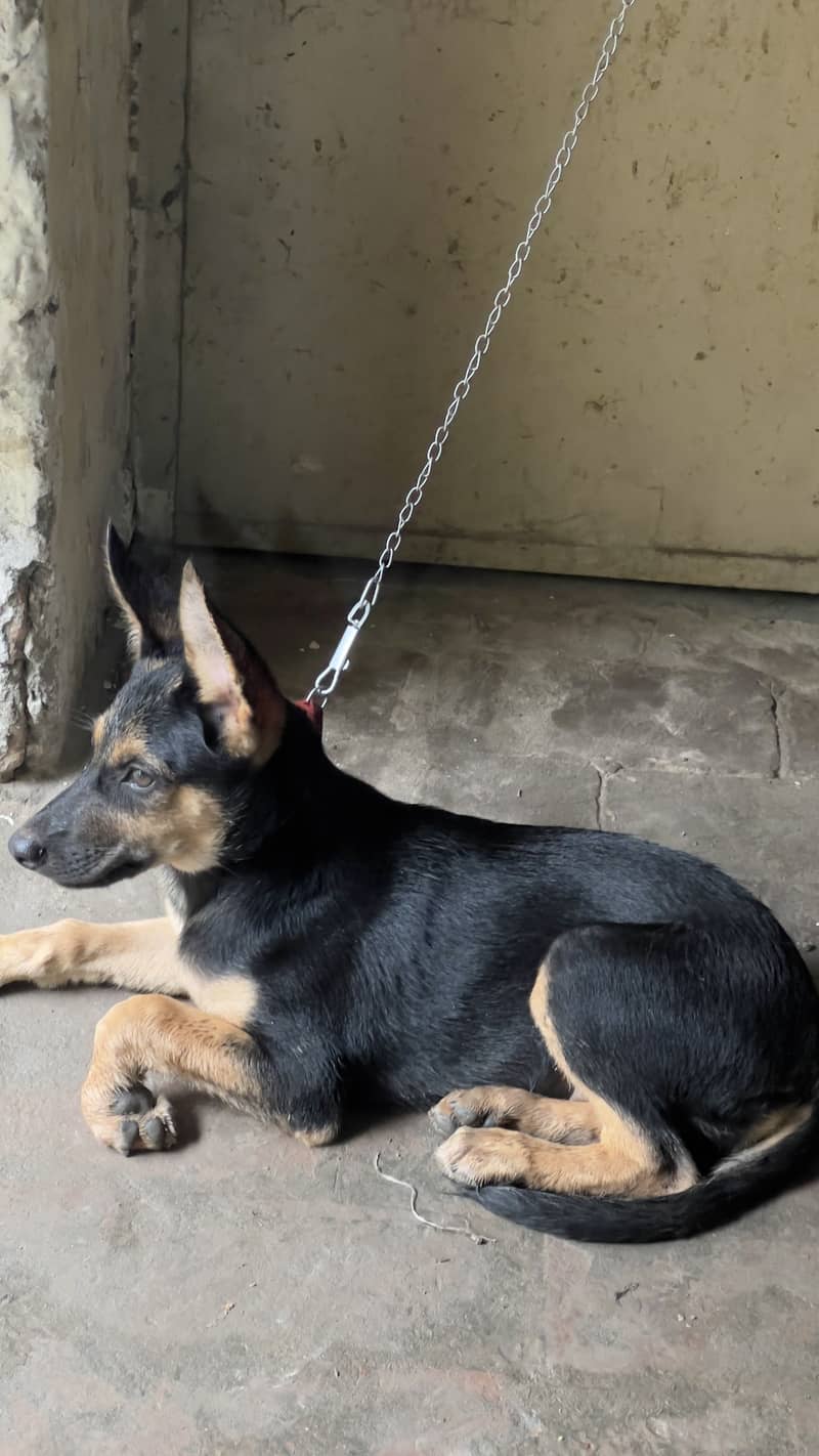 German shepherd 1