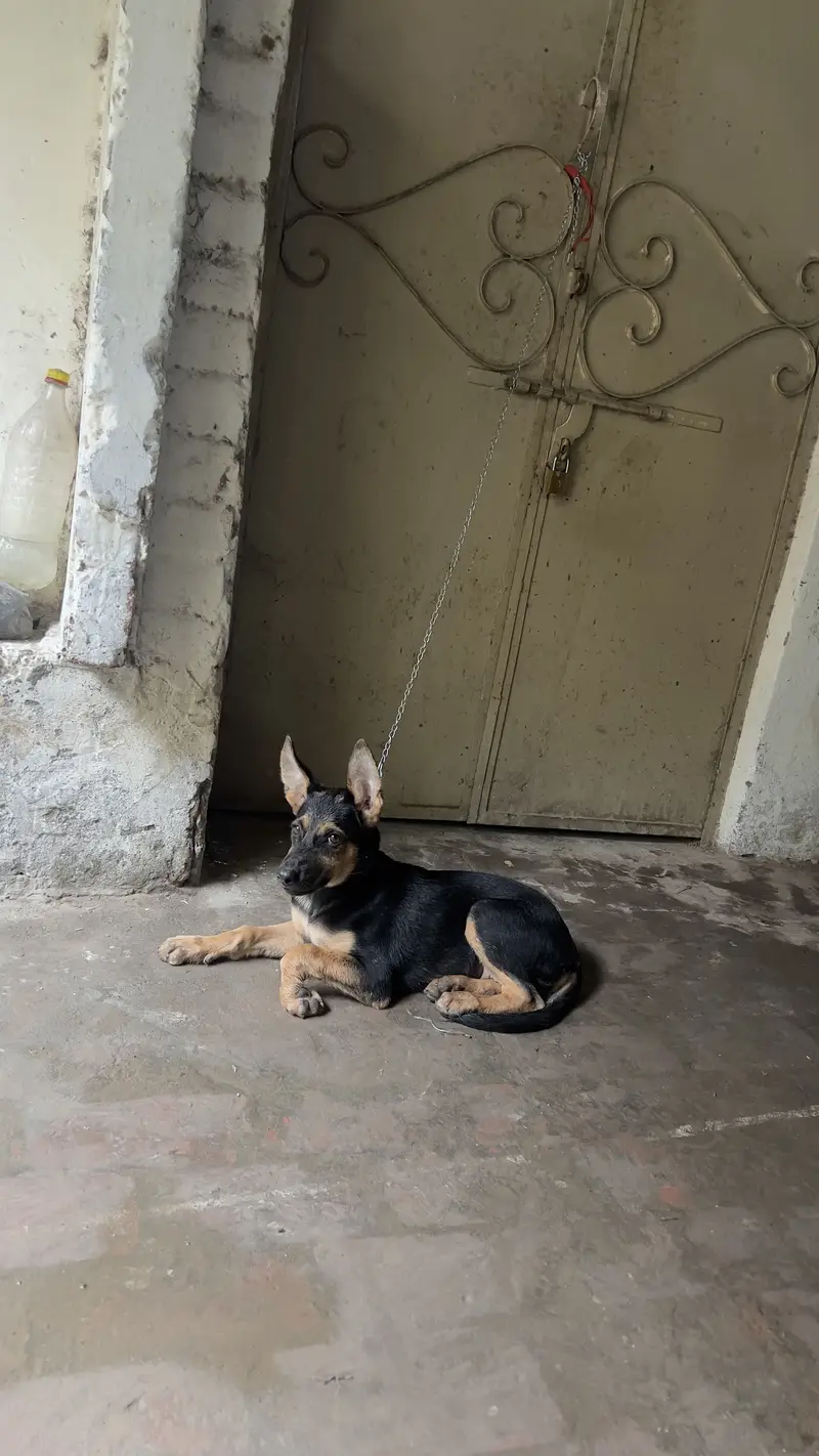 German shepherd — photo 3