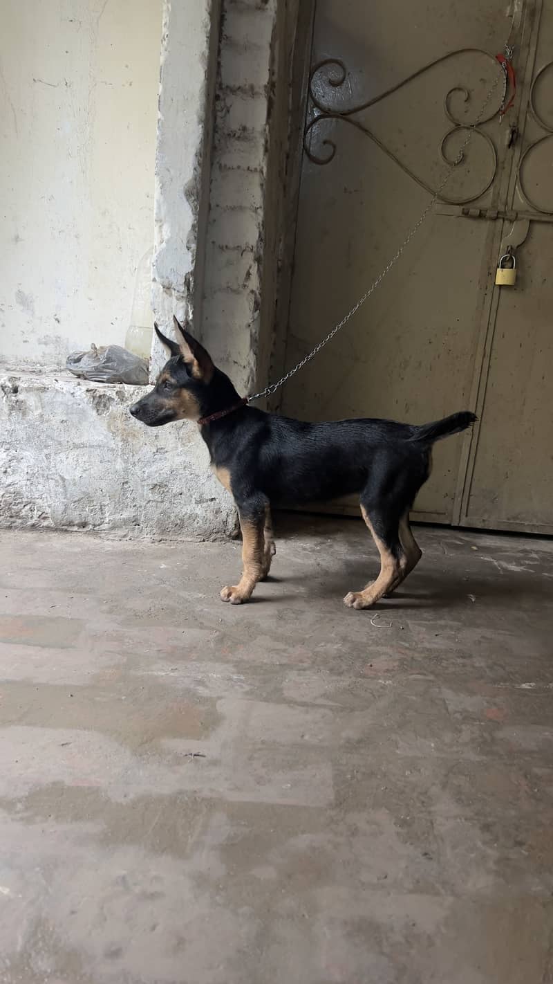 German shepherd 3