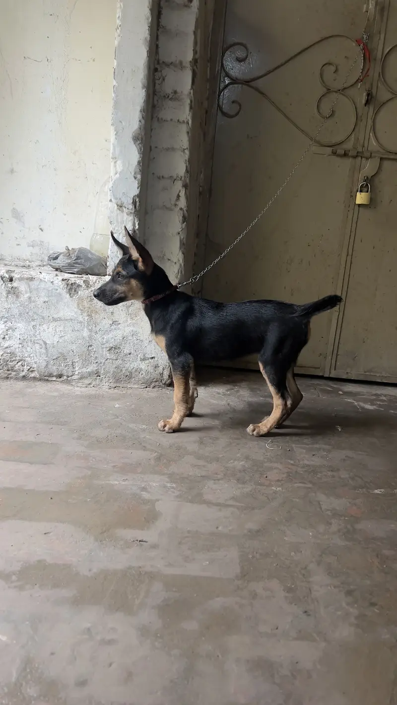 German shepherd — photo 4