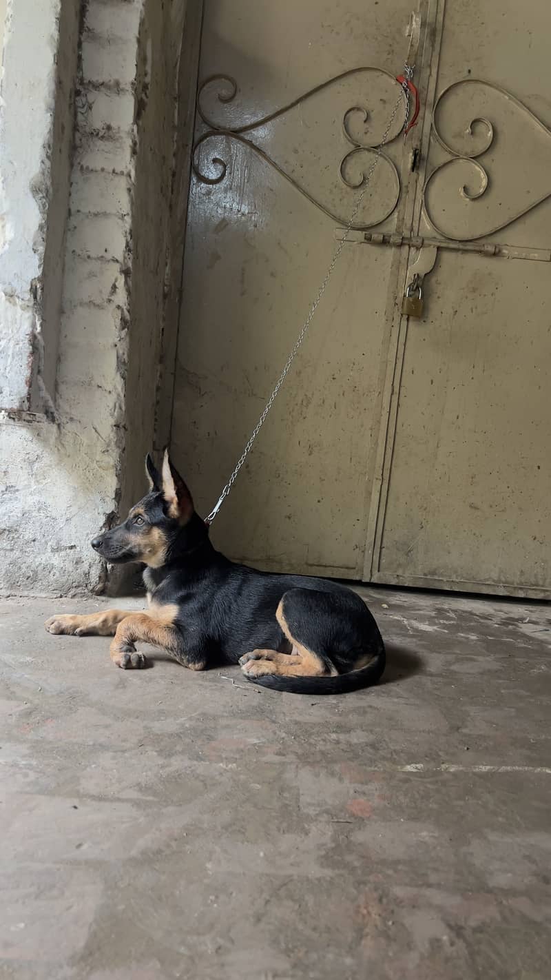 German shepherd 4