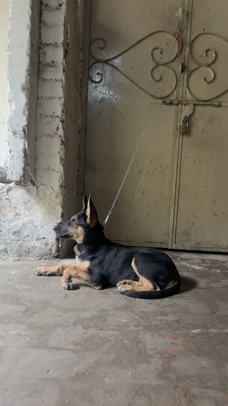 German shepherd — photo 6