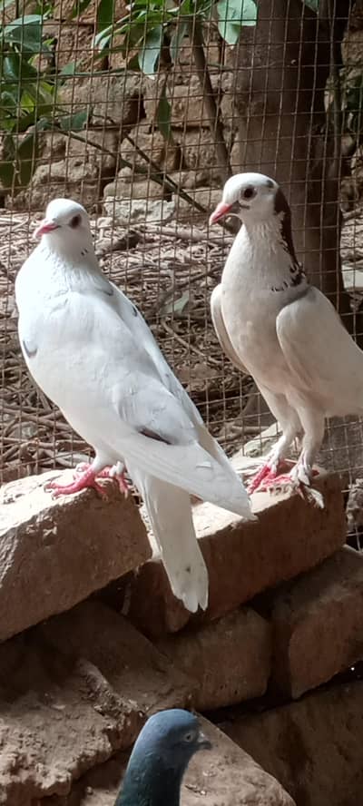 Pigeons pair for sale price is negotiable.