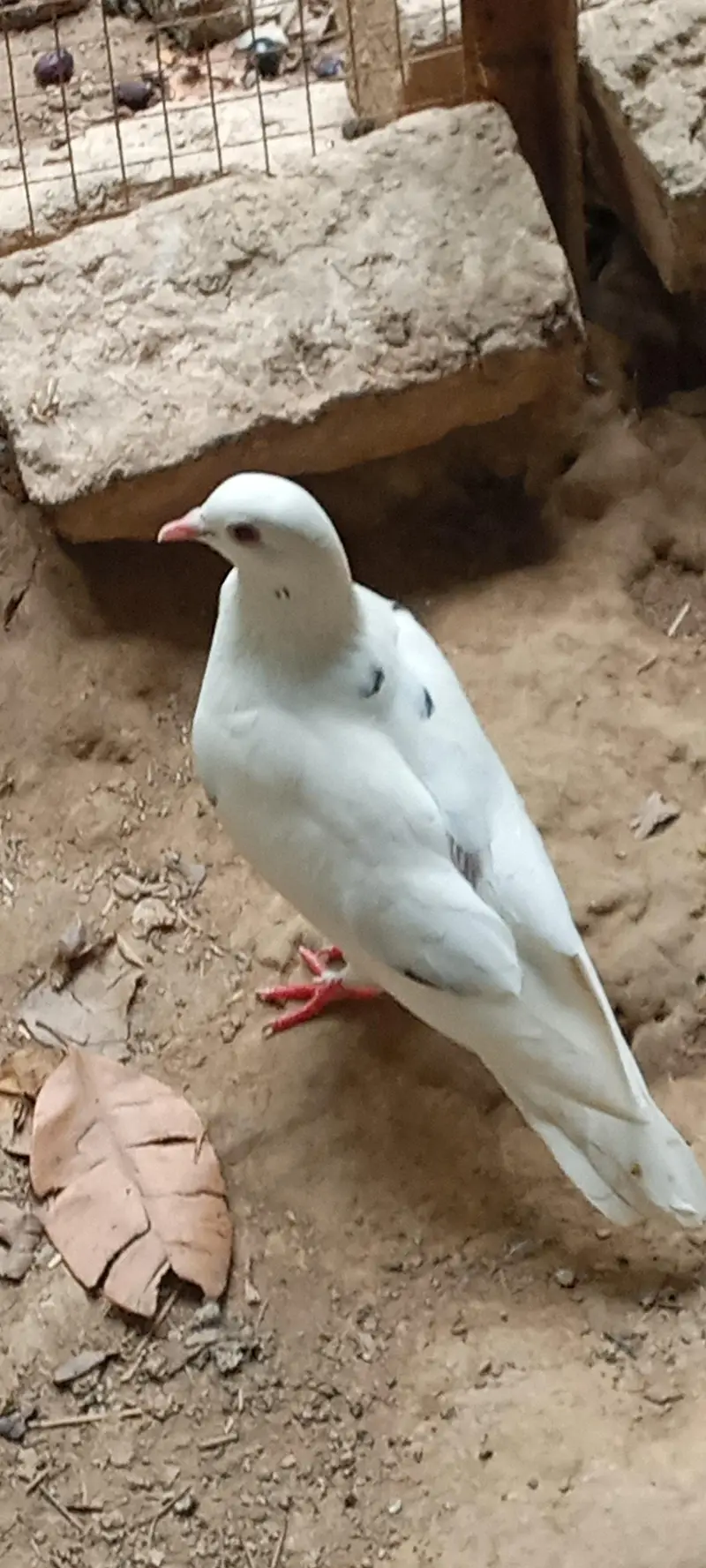 Pigeons pair for sale price is negotiable. — photo 4