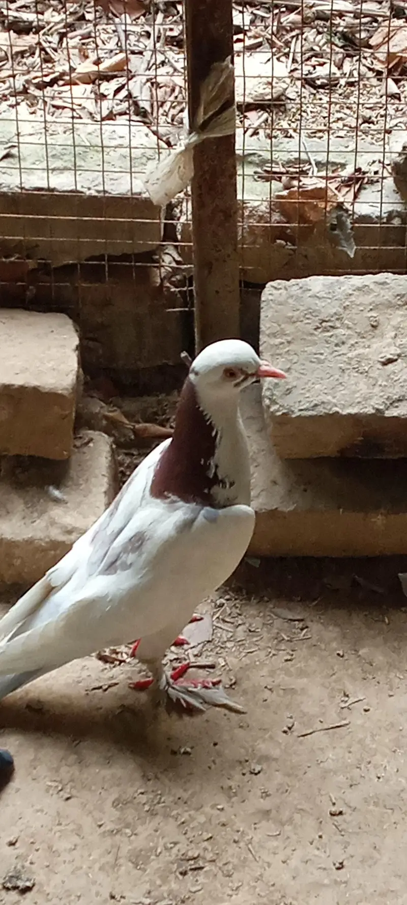 Pigeons pair for sale price is negotiable. — photo 5
