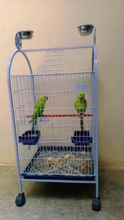 ringneck pair and cagefor sale