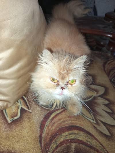 persian cat  punch face