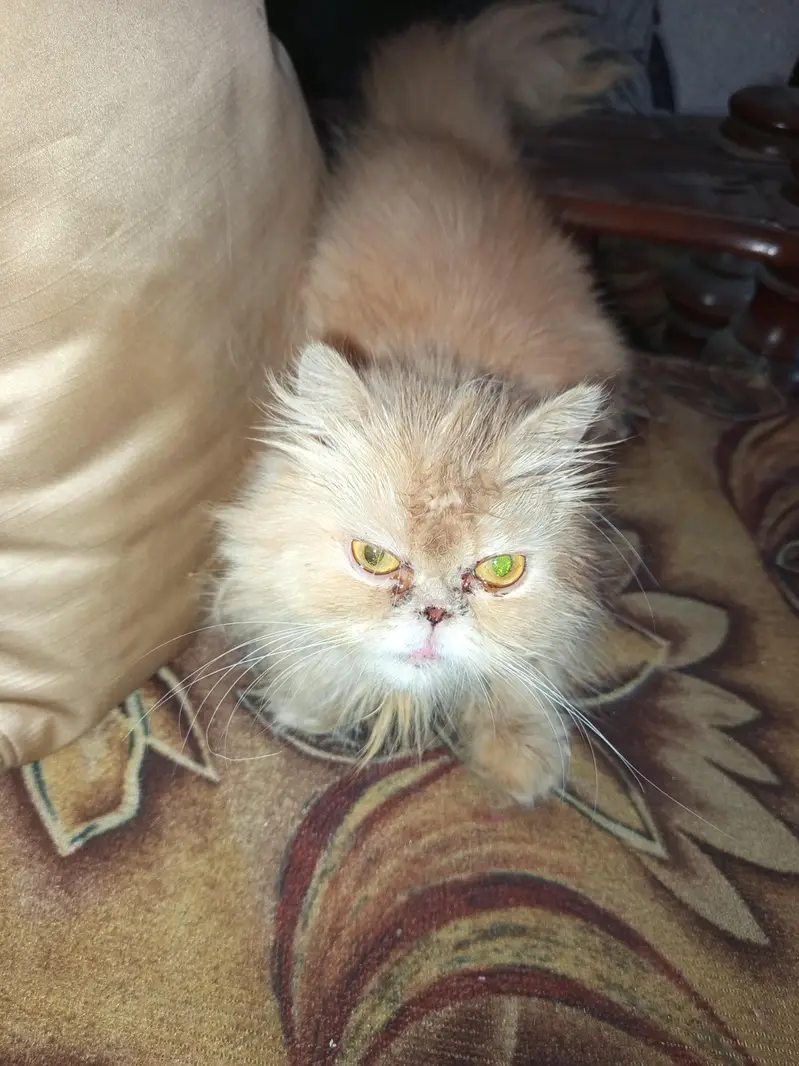 persian cat  punch face