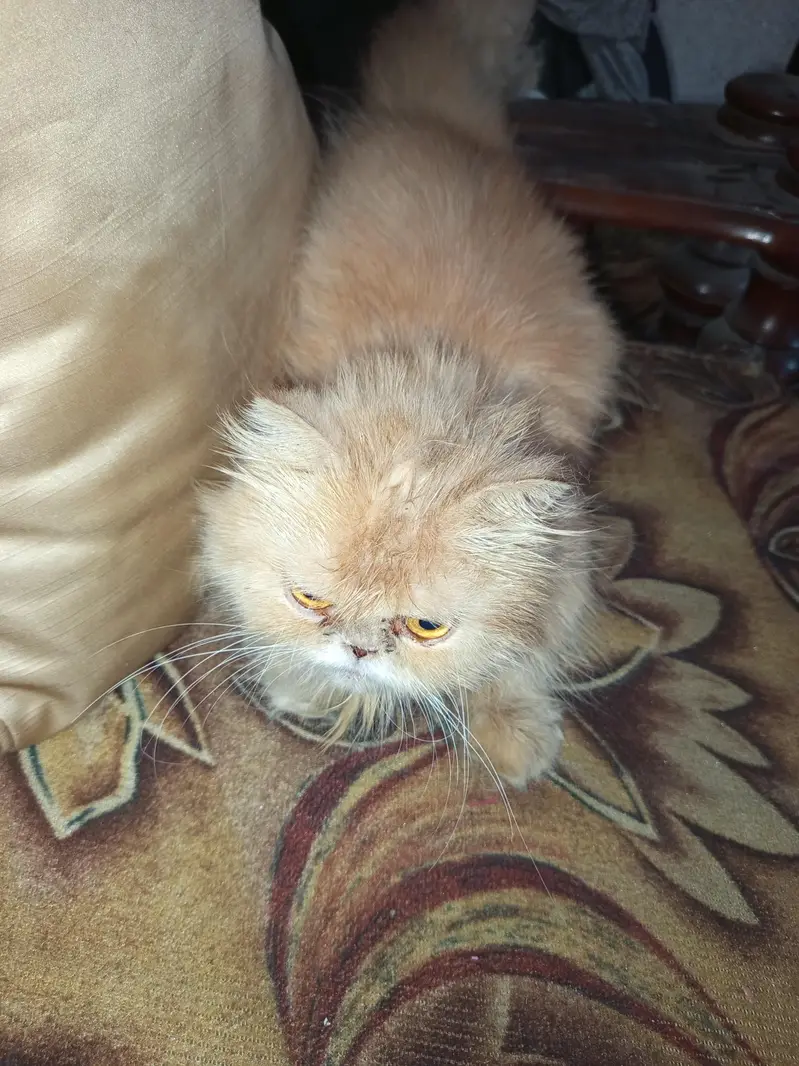 persian cat  punch face — photo 2