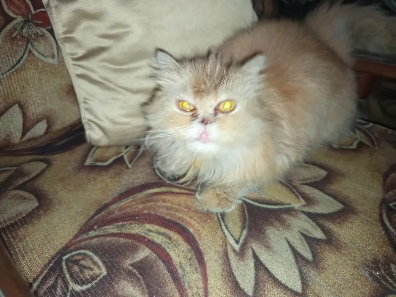 persian cat  punch face — photo 3