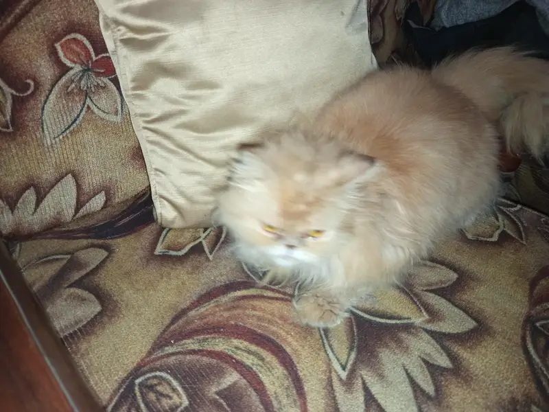 persian cat  punch face — photo 4