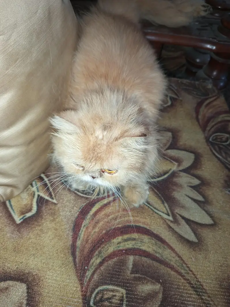 persian cat  punch face — photo 5