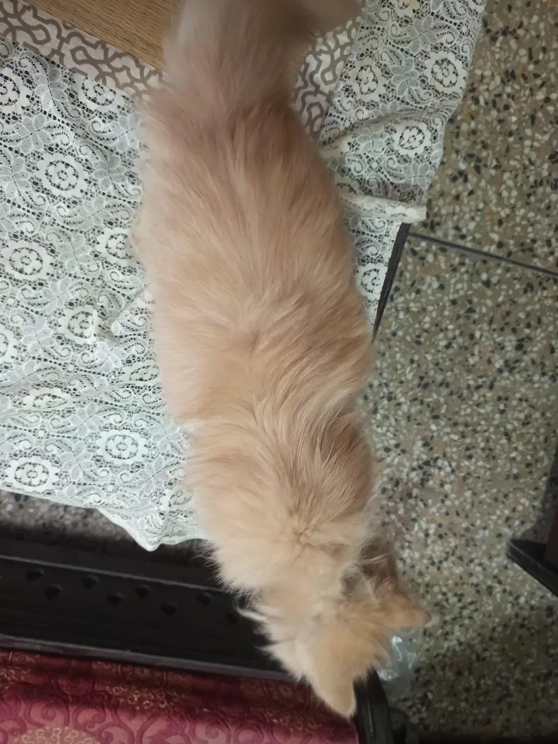 persian cat  punch face — photo 6