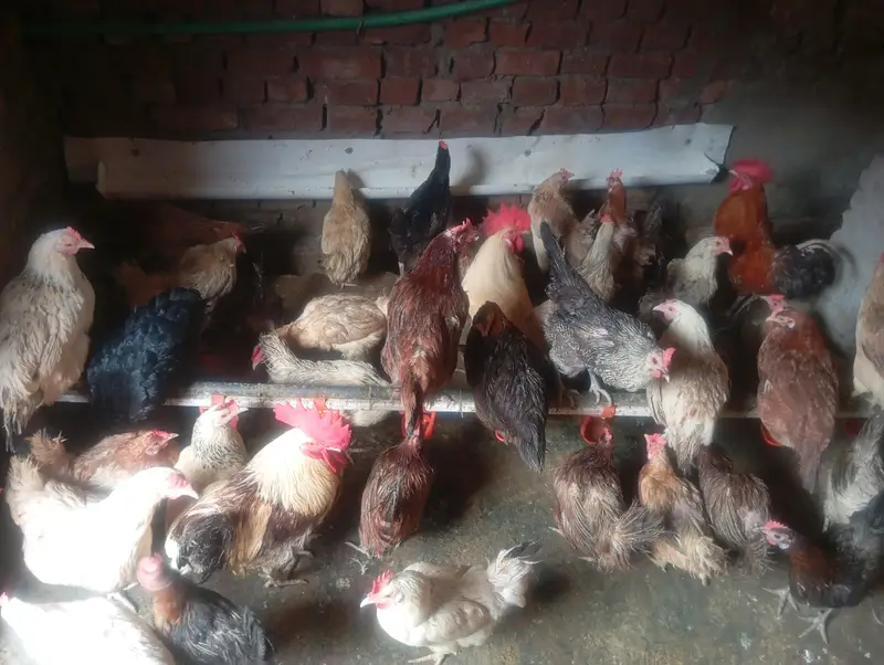 ghar ki murgiya — photo 2