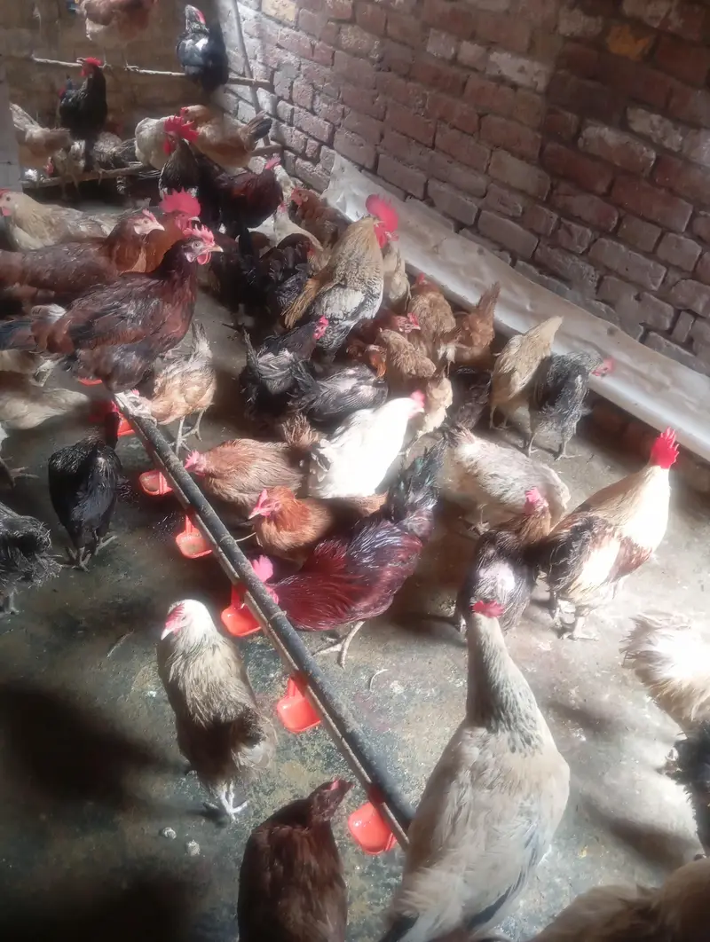 ghar ki murgiya — photo 4
