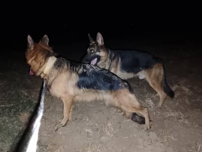 German shepherd jora