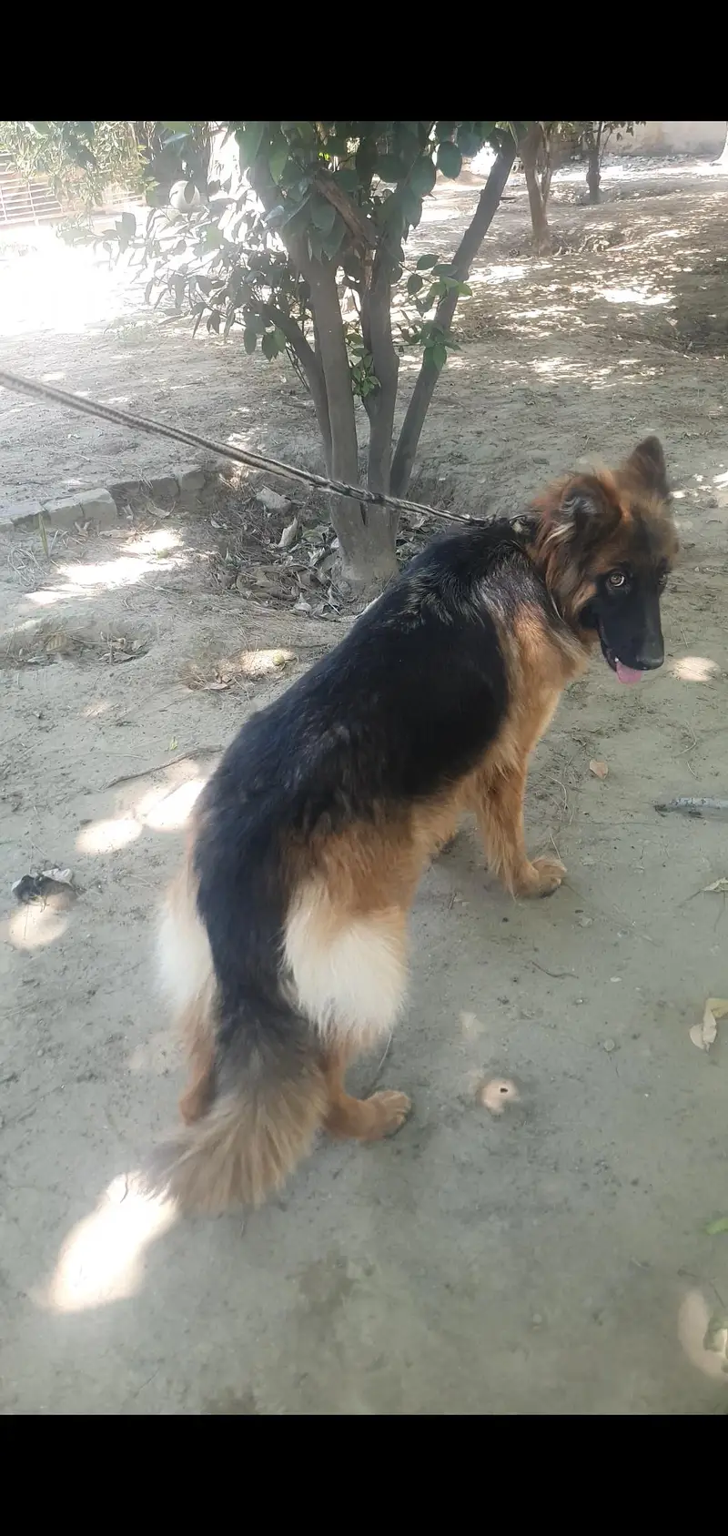 German shepherd jora — photo 2