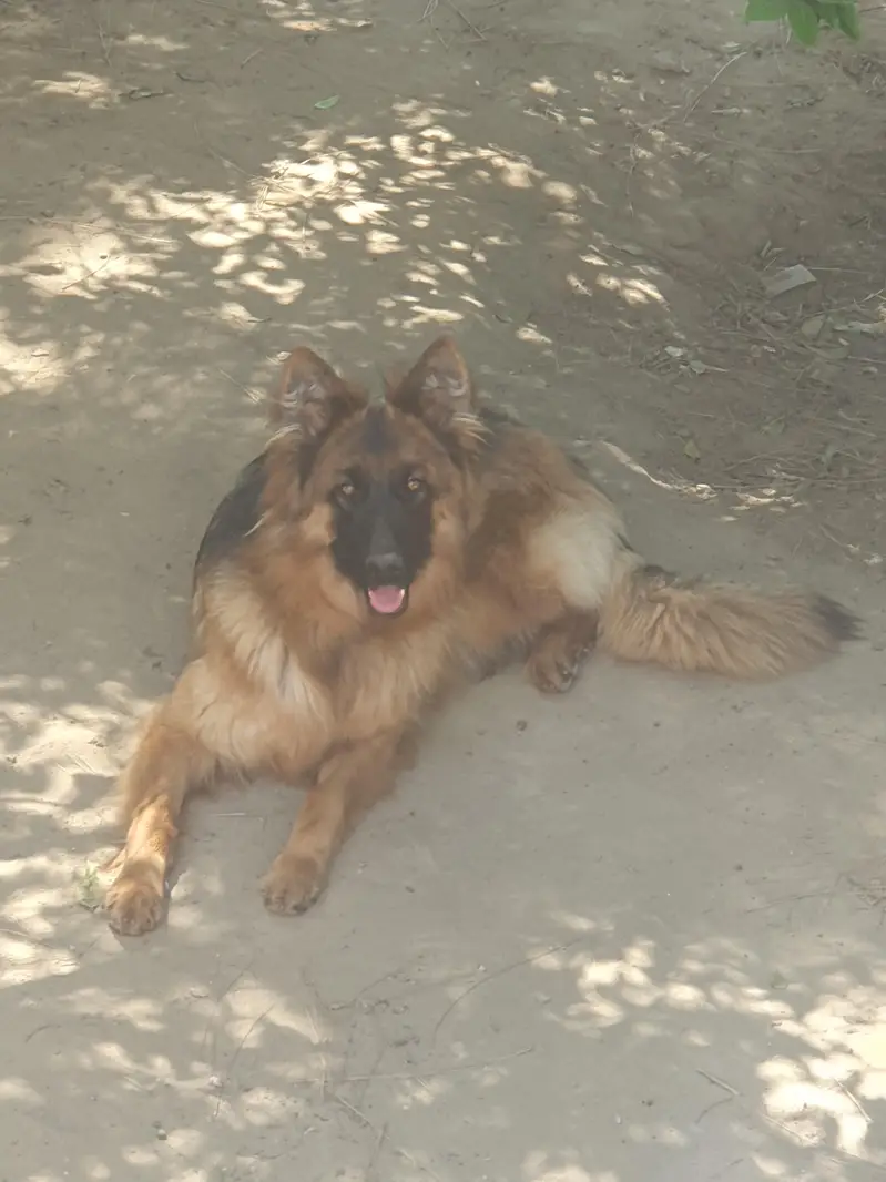 German shepherd jora — photo 3