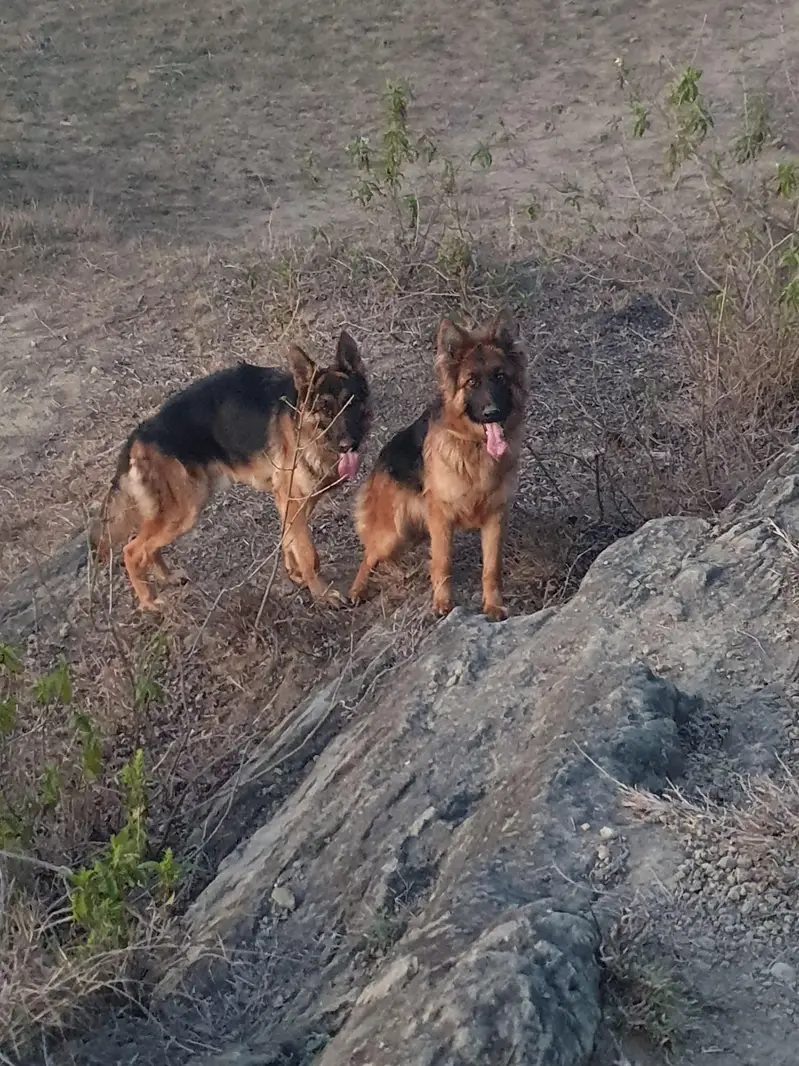 German shepherd jora — photo 4