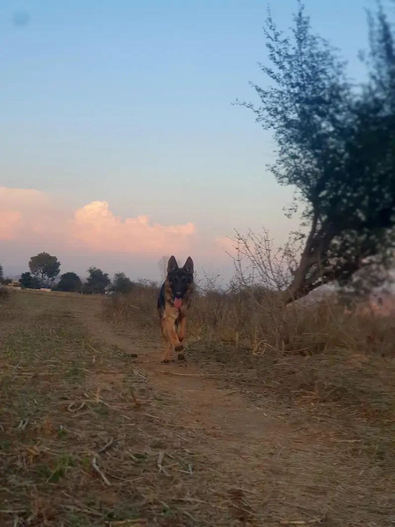 German shepherd jora — photo 5
