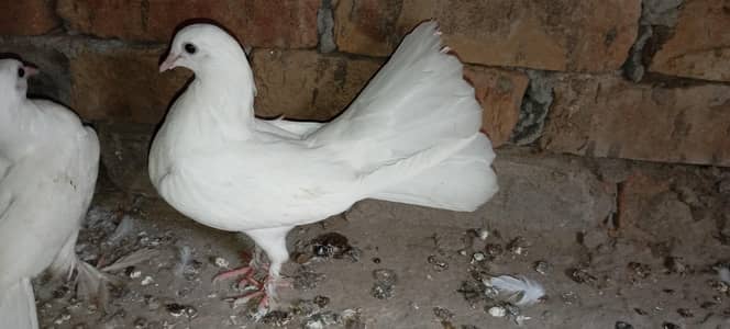 laky white pigeons bachy