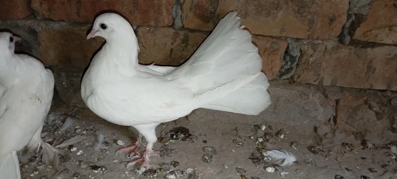 laky white pigeons bachy