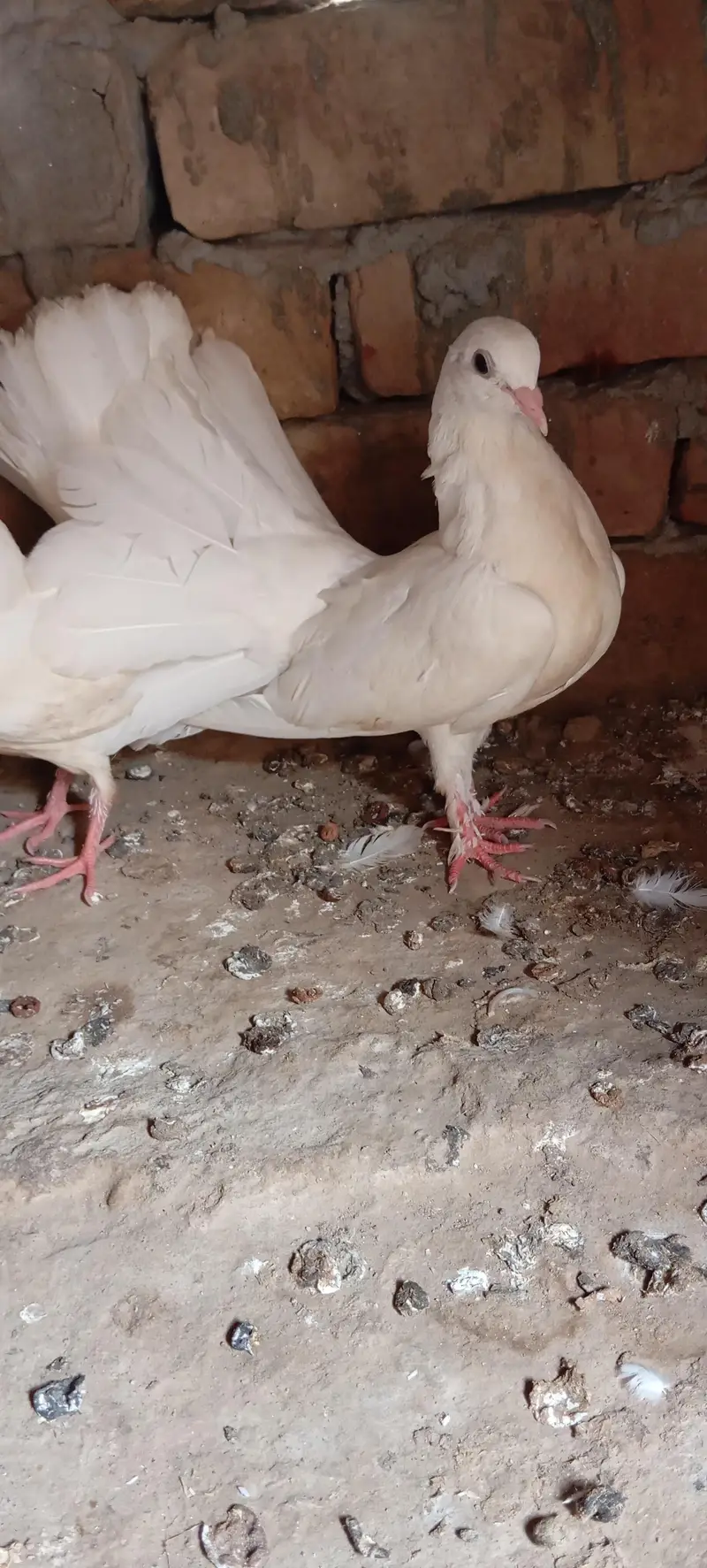 laky white pigeons bachy — photo 2