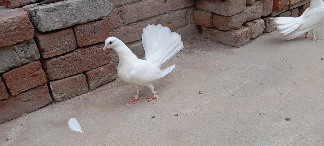 laky white pigeons bachy — photo 3