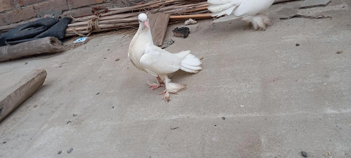 laky white pigeons bachy — photo 4