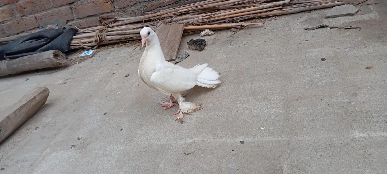 laky white pigeons bachy — photo 5