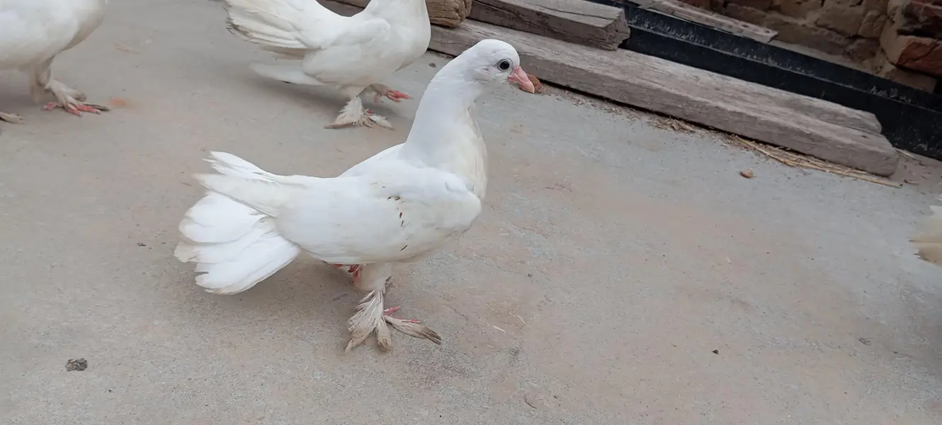 laky white pigeons bachy — photo 6