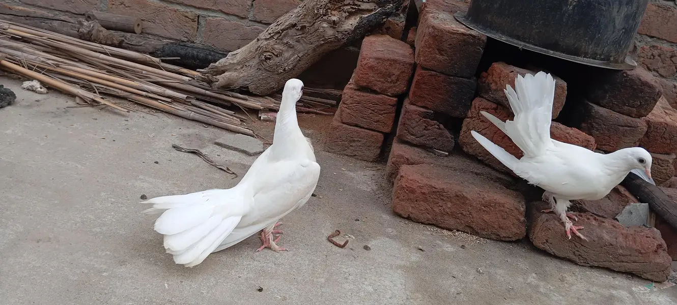 laky white pigeons bachy — photo 7