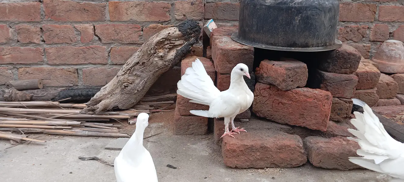 laky white pigeons bachy — photo 8