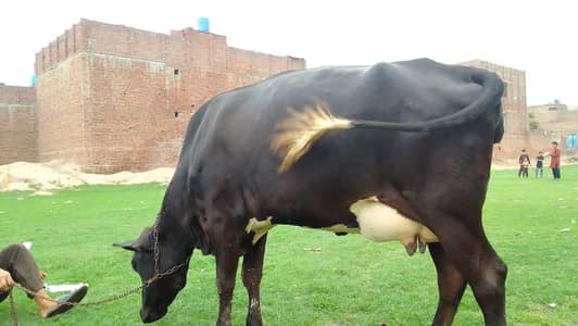 pure freeezian cross cow for sale