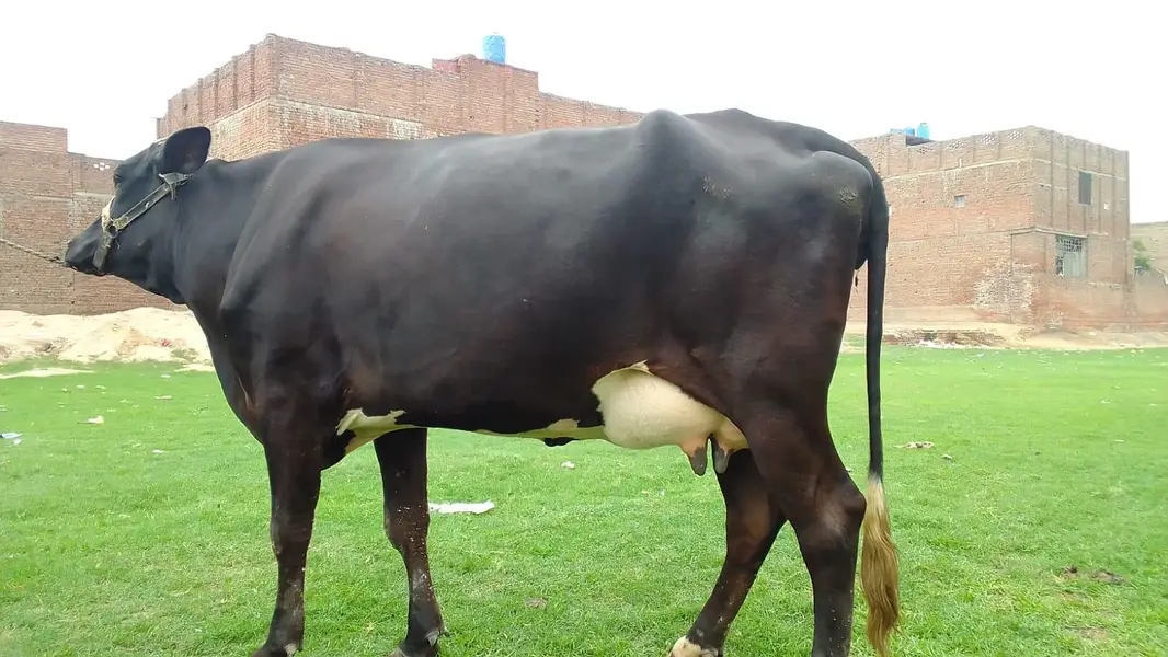 pure freeezian cross cow for sale — photo 2