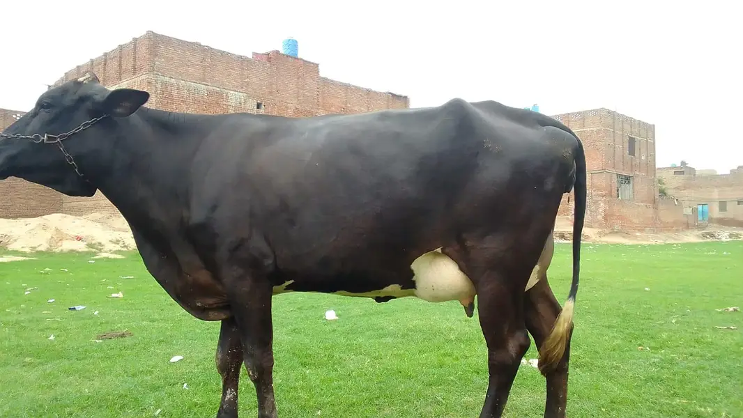pure freeezian cross cow for sale — photo 3
