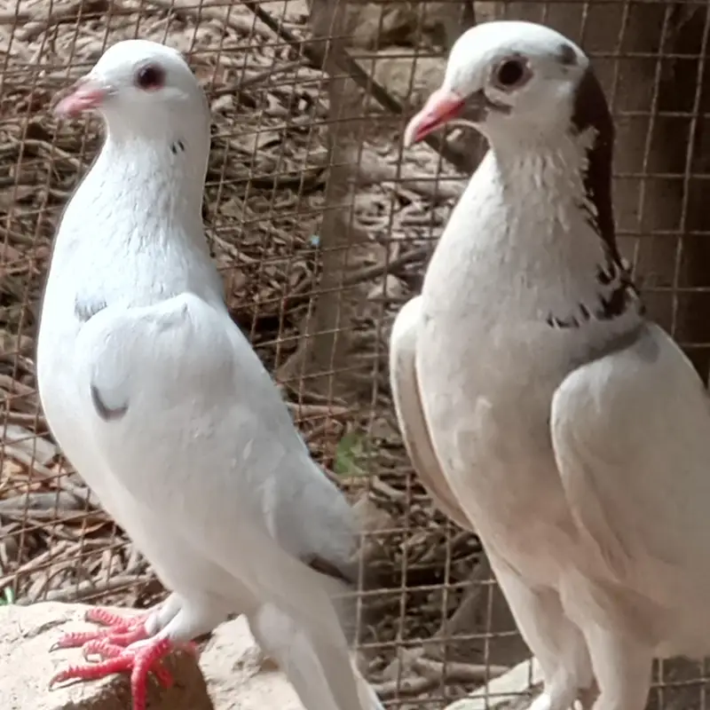 Pigeons pair for sale price is negotiable.