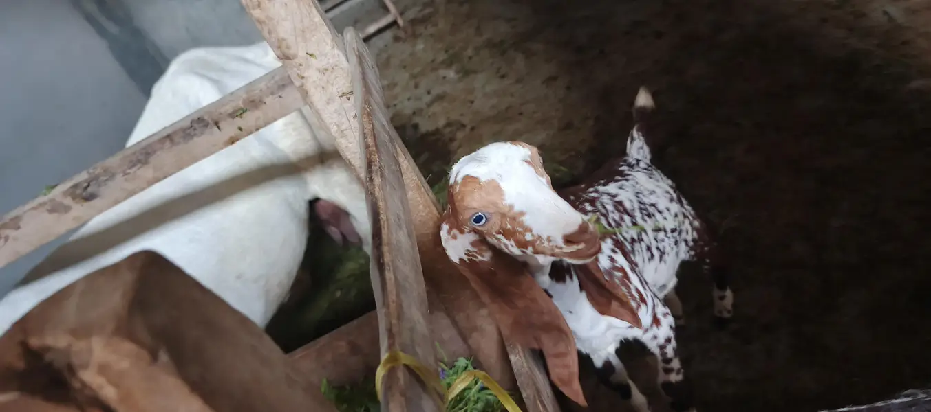 rajanpur cross goat+ makichina 2 babe