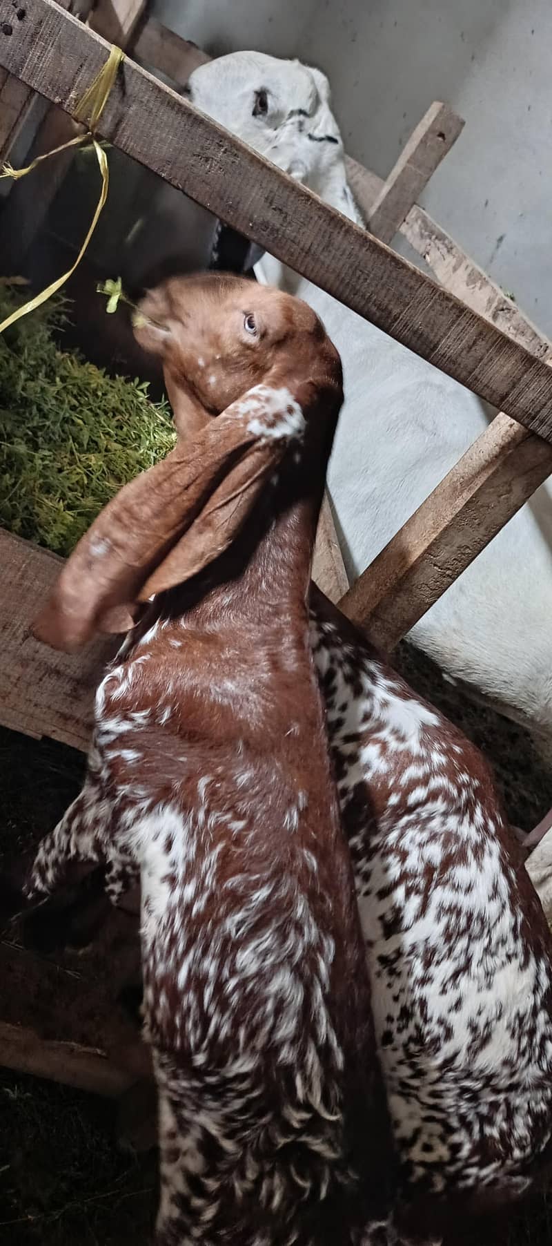 rajanpur cross goat+ makichina 2 babe 1