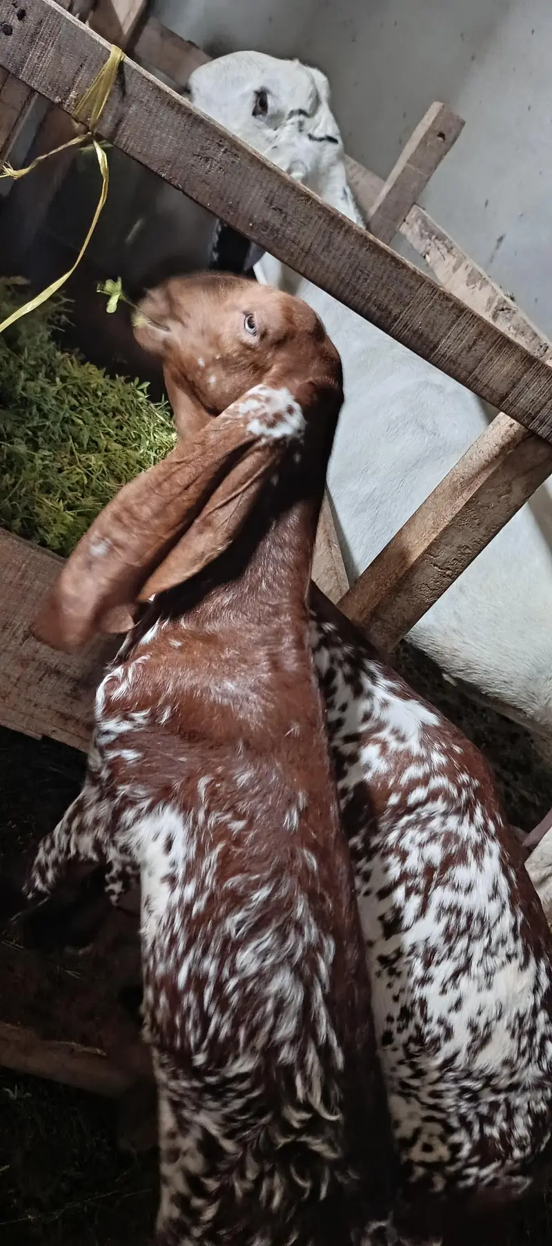 rajanpur cross goat+ makichina 2 babe — photo 2