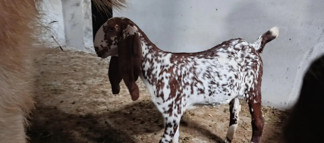 rajanpur cross goat+ makichina 2 babe — photo 3