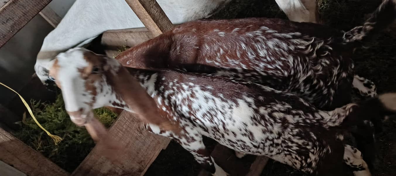 rajanpur cross goat+ makichina 2 babe 3
