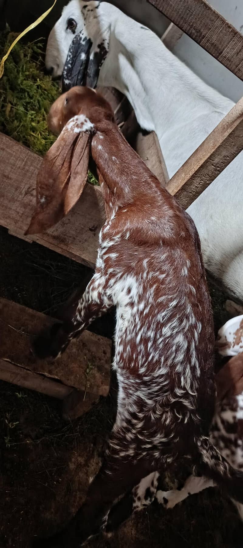 rajanpur cross goat+ makichina 2 babe 4
